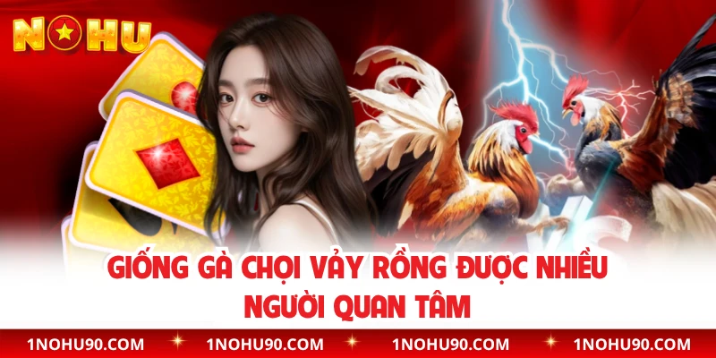 Giống gà chọi vảy rồng được nhiều người quan tâm