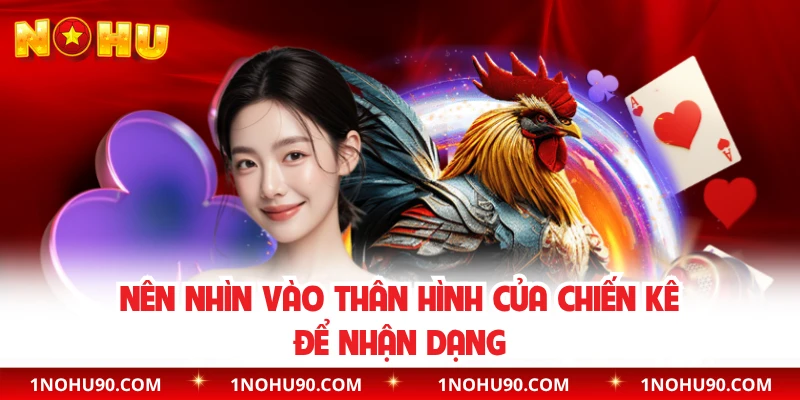 Nên nhìn vào thân hình của chiến kê để nhận dạng